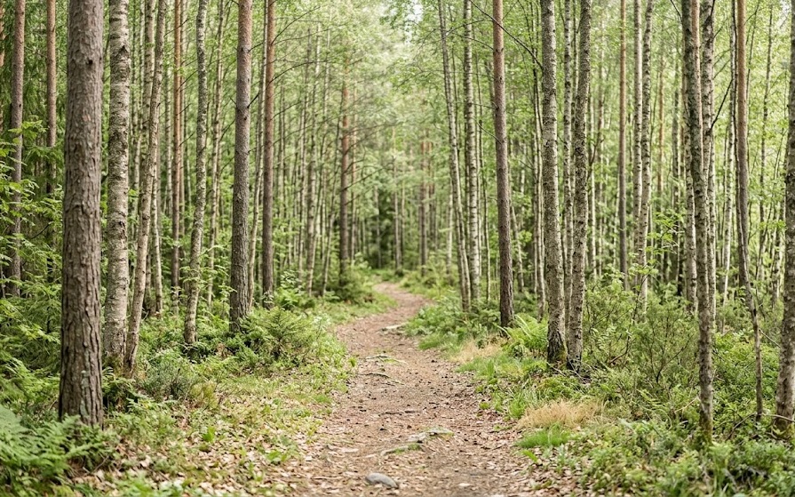 Spokojna leśna ścieżka rozmywająca się wśród drzew
